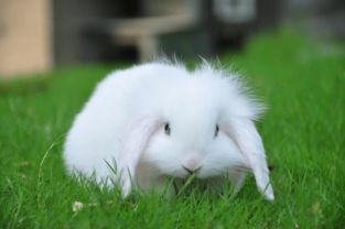 小白兔的特点