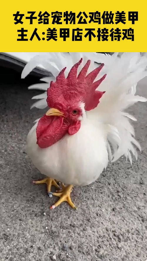 这是什么品种的鸡
