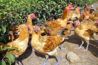 你一生都可能没见过的十种鸡,每一种都是珍品