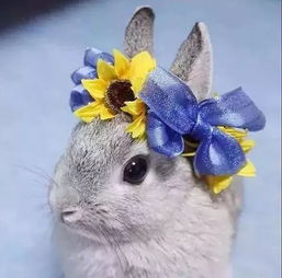 这种公主兔也是非常漂亮的,因此很多人都选择饲养这种兔子