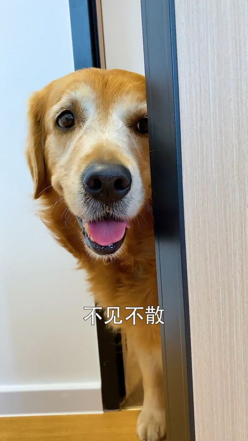 广州宠物狗狗犬舍出售纯种德牧幼犬狗市场在哪