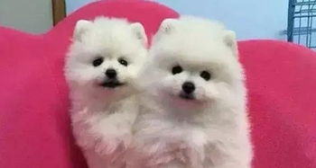 唐山宠物狗犬舍出售纯种大白熊犬
