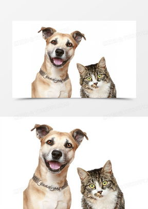 小清新简约卡通爱心公益宠物领养海报psd图片设计素材
