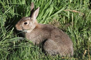 大家秀一下自己的兔兔吧一岁以上的,好喜欢大兔子养大不容易啊
