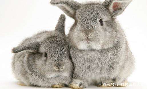辽宁开原种兔养殖场兔子价格