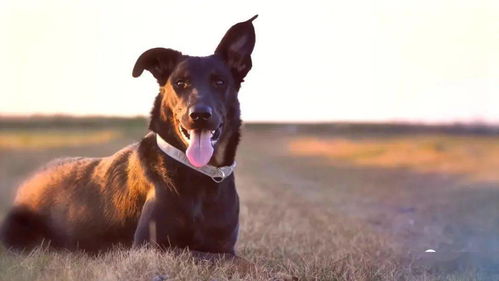 出售金毛导盲犬忠诚可爱的金毛犬聪明伶俐金毛犬