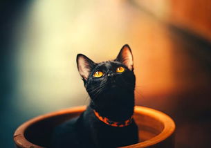 扁平化黑色的猫咪矢量图