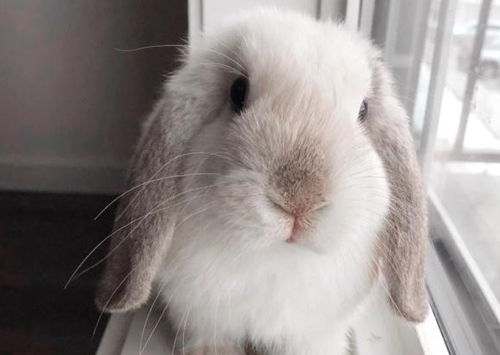 世界上体型最小的宠物兔,最重仅1.2千克,萌力十足