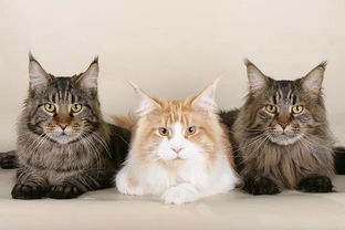 全国4412万只猫中,这4个品种最受欢迎,你的猫上榜了吗