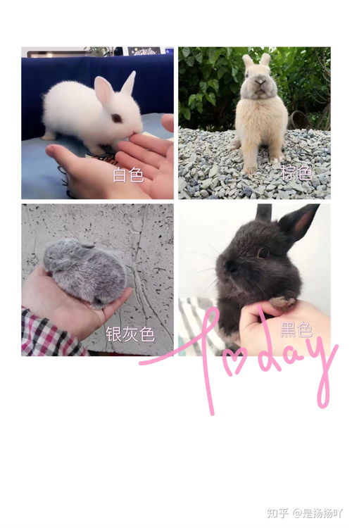 宠物兔素材图片免费下载