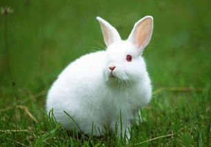 宠物动物兔子图片摄影图