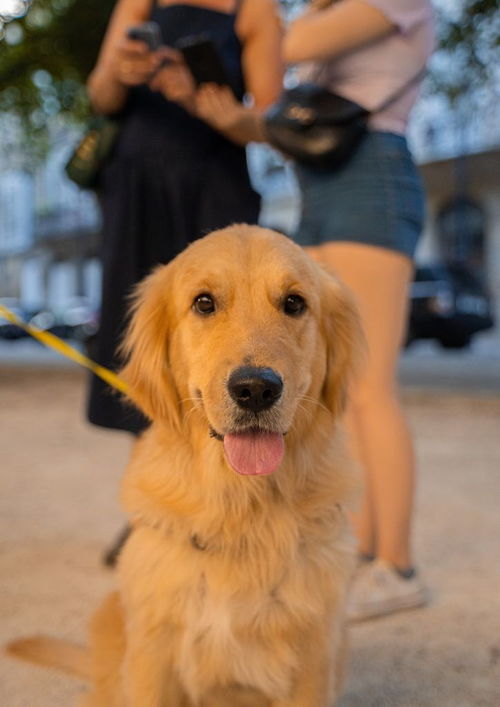 喂养纯种金毛幼犬要注意什么