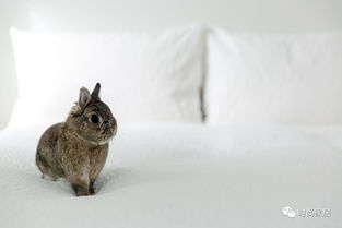你应该知道的关于照顾一只宠物兔子的事情
