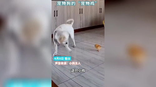 纯种法斗犬宠物狗狗图片