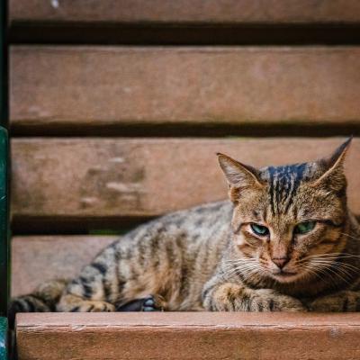 黄眼苏格兰猫看相机,萌宠,可爱的宠物猫咪,麦萌,macdown素材图片,动物世界,超清图片