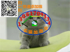 猫咪贪吃又太会卖萌,被喂成大胖子后遭主人弃养,这是谁的错