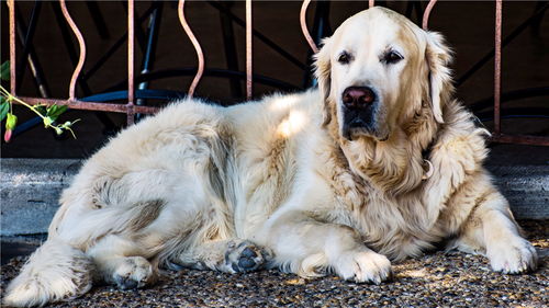 三明宠物狗犬舍出售纯种大白熊犬