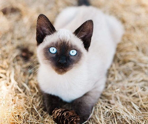 苏州宠物猫纯种暹罗猫暹罗猫图片