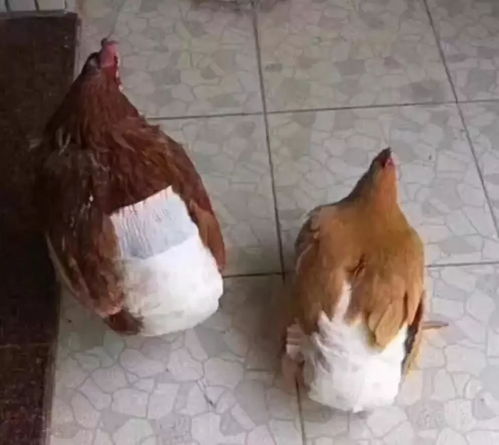 世界上最贵的鸡,从里黑到外,一只售价过万