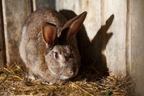 一,兔子养殖选用杂交品种.