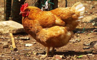 鸡个头很大,但是没有分量,常见原因有四种