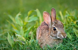 活体宠物兔兔子