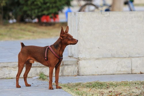 李佳琦送狗狗当治愈犬,陌生人的爱真的很暖心