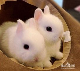 黑天使白兔子那种宠物和白兔配