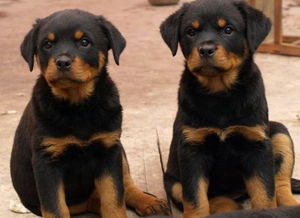 以下3种狗狗,是所有小型犬里面最凶的犬种,慎养