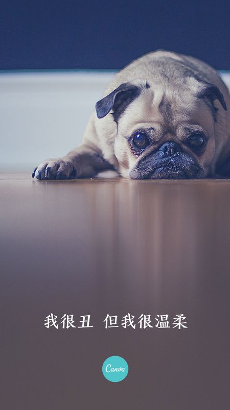 柔光猫咪桌面壁纸