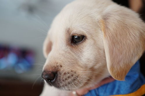 宠物狗垫子秋冬狗狗垫子睡垫毛毯狗垫四季通用猫垫子睡觉猫窝狗窝