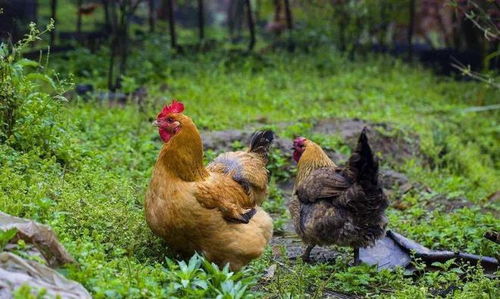 圣农白羽肉鸡新品种通过农业农村部审定