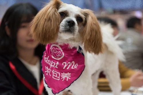 蓝胸鹌鹑迷你活苗观赏鸡活物下蛋鸟种蛋桂花雀活体芦丁鸡室内宠物