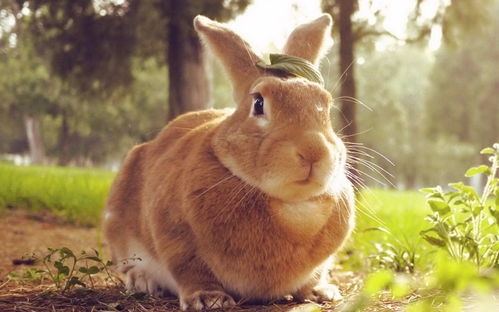 女子买了只兔子,却发现它总叼着一把草,上网询问后笑不出来了