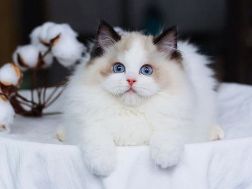 萌宠猫科动物白毛宠物猫咪摄影图图片