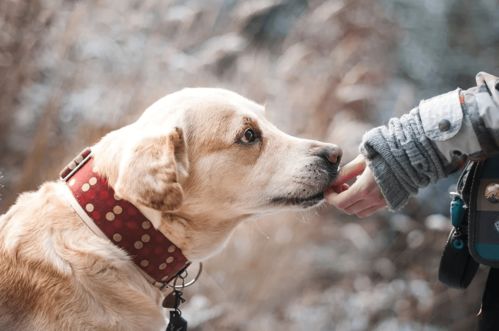 买柴犬时的专业术语,围绕着这几点来提问