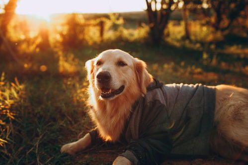 可爱法斗犬狗狗宠物图片