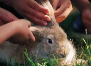 纯种法斗犬宠物狗狗图片