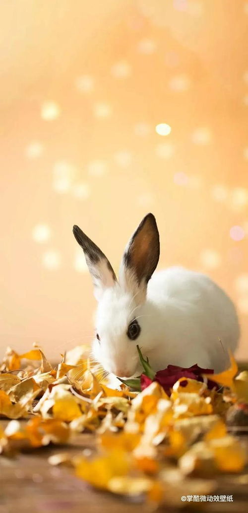 世界上最小的宠物兔,简直太萌了