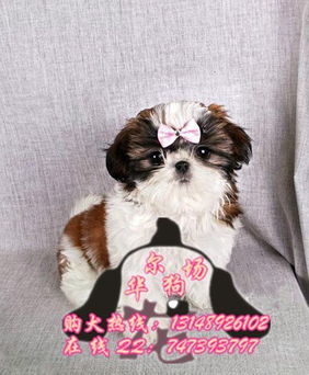 苏州哪里买到博美犬的