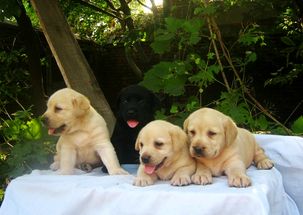 最受人们喜爱的十大宠物狗品种,看看你家狗狗在列吗