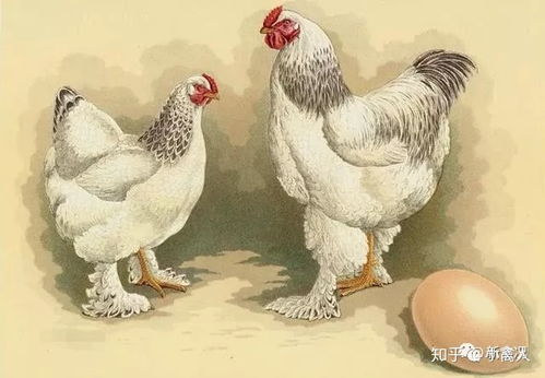 当鸡穿起五彩斑斓的尿布登堂入室变成宠物,带动起了一项致富产业