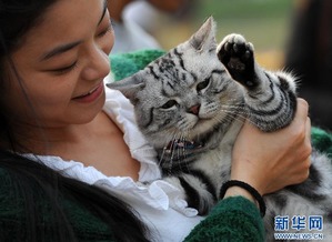 纯手绘人模狗样法国斗牛犬素材图片免费下载