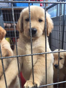 厦门犬舍出售纯种俊介犬迷你袖珍犬狗市场在哪有卖狗