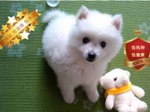 杭州宠物狗犬舍出售茶杯泰迪犬宠物狗市场在哪买狗卖狗