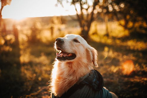 天宇犬舍出售古牧幼犬