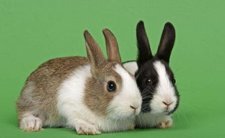 山东兴隆兔业养殖场分析肉兔成本和利润分析