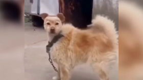 中国最受欢迎宠物犬排行前五,看到哈士奇不是第一我就放心了