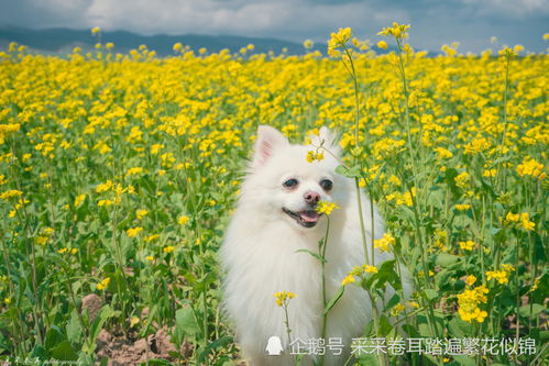 对小孩子十分友善的金毛犬可爱图片相册的图片大全