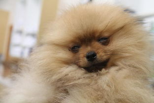 上海龙纹犬业主营纯种血统繁育阿拉斯加
